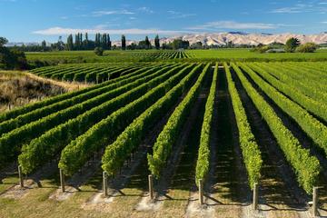 Cruise Ship Half-Day Marlborough Wine Region Tour from Picton