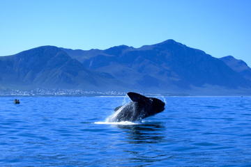 Whale Watching Private Day Tour to Hermanus from Cape Town
