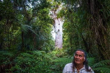 3.5-Hour Waipoua Forest Daylight Walk from Omapere
