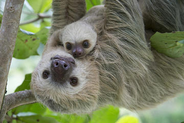 Sloths Lovers