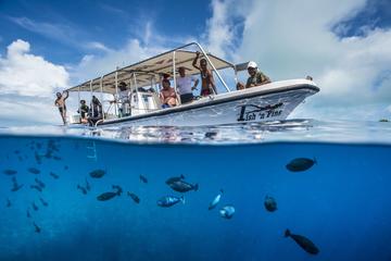 Full Day Scuba Diving Tour in Palau With Hotel Transfer