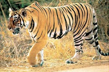 Rajasthan Wildlife Safari Tour