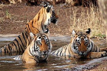 Ranthambore Day Trip from Jaipur