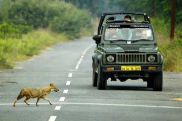 Exclusive Private Gypsy Safari in an Ranthambore National Park