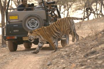 Ranthambore National Park Admission Ticket with Optional Transfer