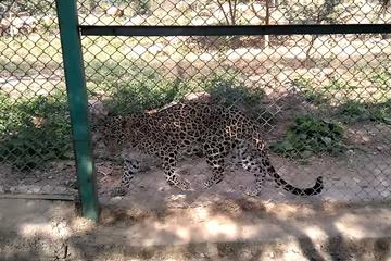 Sajjangarh Biological Wildlife Sanctuary Admission Ticket with Optional Transfer