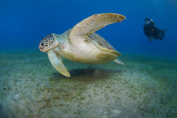 South Gran Canaria Introductory Scuba Experience with Boat Dive
