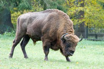 Full-Day Bialowieza National Park Tour from Warsaw