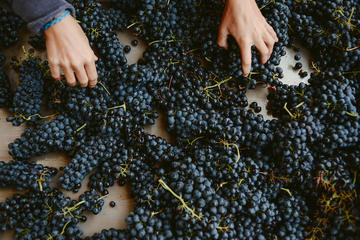Half-Day Pic St Loup Wine Tasting and Winery Lunch from Montpellier