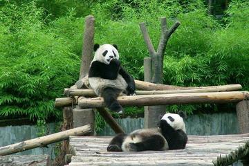 Beijing Zoo, Aquarium, and Museum of Natural History Private Tour
