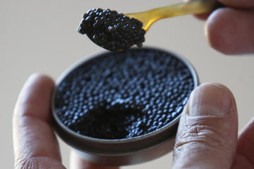 Sturgeon Fish-Farm Visit and Caviar Initiation Tasting in Neuvic