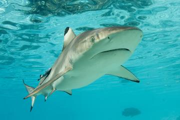 Nassau Shark Diving