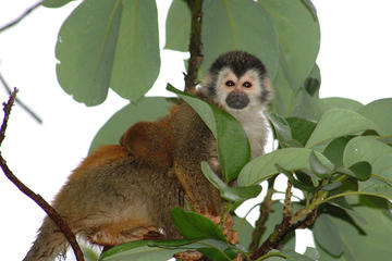 Half-Day Trip to Manuel Antonio National Park