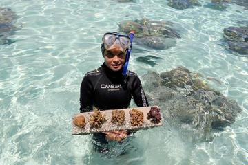 Small-Group Coral Nursery Tour in Bora Bora