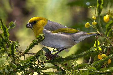 Endangered Birds Of Hawaii
