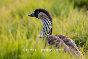 Hakalau Bird Watching