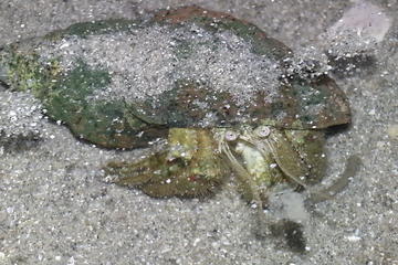 Amazing Marine Creatures Night walk