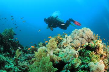 Dedicated Dives for Certified Divers from Puerto Vallarta