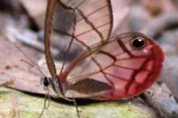 Rainforest Aerial Tram, Gamboa Tower and Forest Exhibitions Day Trip from Panama City