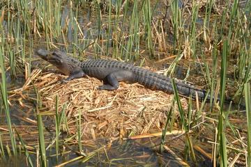 Honey Island Swamp Tour with Pick-up from New Orleans