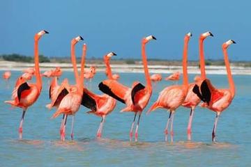 Private Tour: Flamingos, Maya Temples, Rio Lagartos and Ek Balam