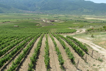 Wine Tasting in Villa Yustina