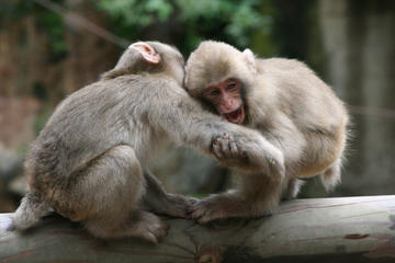 Full-Day Private Nagano Tour: Zenkoji Temple, Obuse, Jigokudani Monkey Park