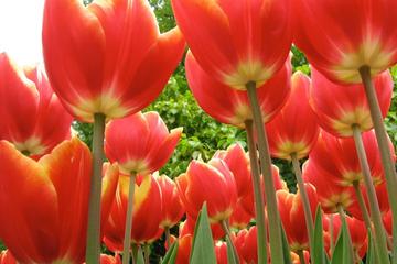 Private Tour: Full Day at Keukenhof Gardens from Amsterdam