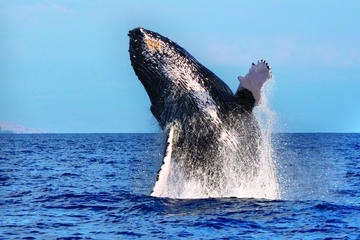 Viator Exclusive: Whales guaranteed in Kona