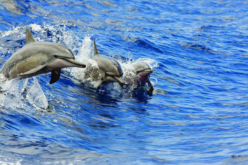 Viator Exclusive: Wildlife guaranteed, snorkel & lunch in Kona