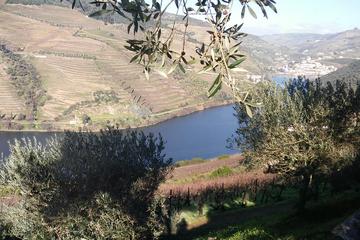Douro Valley Small Groups and Wine Tasting