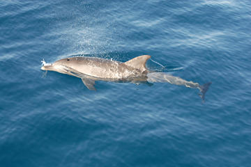 Dolphin Spotting Cruise from El Gouna