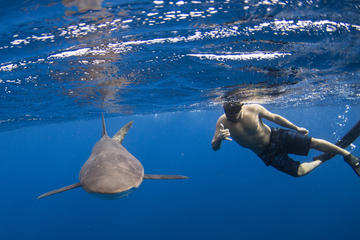 Snorkeling or Swimming with Sharks in Cabo San Lucas