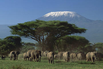 3-Day Amboseli National Park Safari from Nairobi