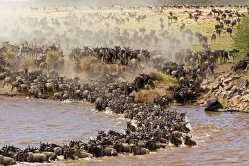 3-Day Maasi Mara Tented Safari from Nairobi