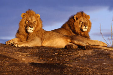 7-Day Amboseli and Tsavo National Park Safari from Nairobi