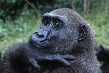 8 DAYS 7 NIGHTS UGANDA GORRILLA TREKKING