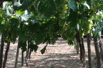 Private Tour Sorrento Winery Naples