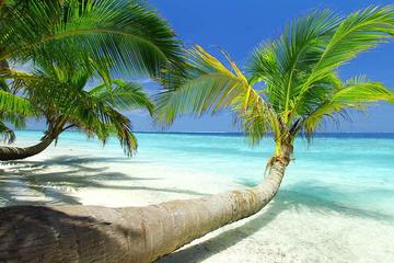 Private One-Way Airport Transfer from Montego Bay