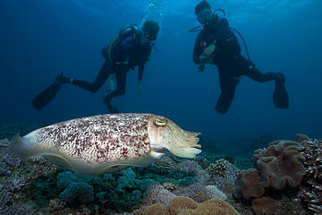 2-Day PADI Advanced Open Water Dive Course in Padangbai