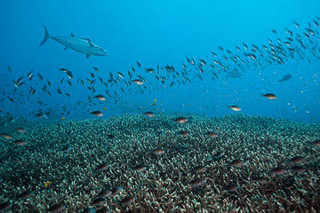 4-Hour Padang Bai Small-Group Snorkeling Tour from Manggis