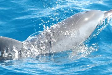 channel english french Prices) Dolphin (with Watching   Papeete Cruise Tahiti