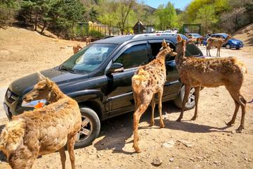 Private Day Tour to Beijing Badaling Wildlife Park and Great Wall