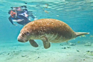 Crystal River Manatee Snorkeling and Everglades Airboat Tour