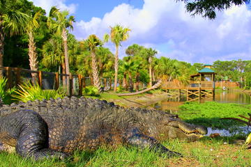 Explore Wild Florida from Orlando