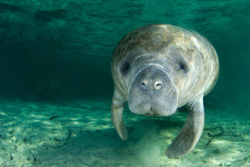 Self-Drive Swim with Manatees on the Crystal River