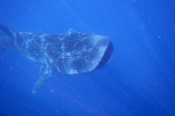 CANCUN PRIVATE WHALE SHARK ADVENTURE