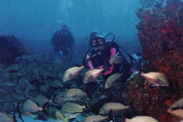 PADI Discover Scuba Diving Tour in Cancun