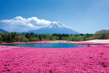 Shiba Sakura and Mt. Fuji 1-Day Bus Tour from Tokyo