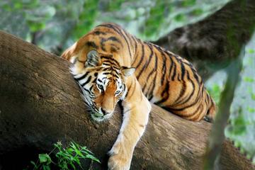 3-Day All Inclusive Chitwan Safari Tour from Kathmandu